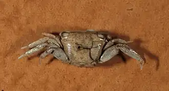 Pachygrapsus gracilis