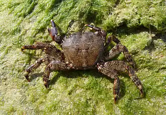 Pachygrapsus marmoratus