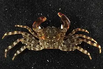 Pachygrapsus planifrons