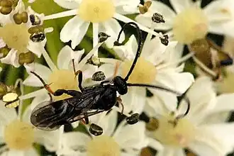 Pachynematus gehrsi