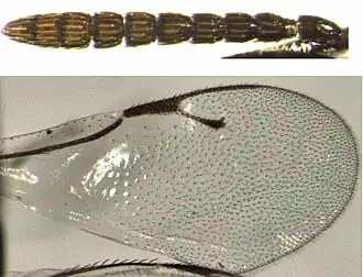 Pachyneuron emersoni