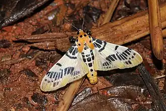 Pachynoa spilosomoides