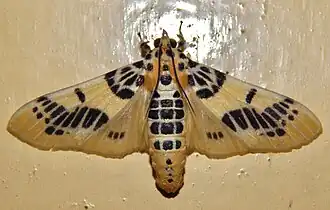 Pachynoa xanthochyta