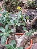 Pachypodium densiflorum