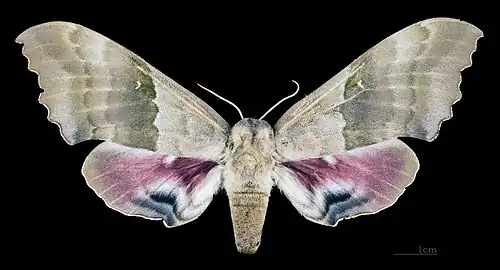 Pachysphinx modesta ♀