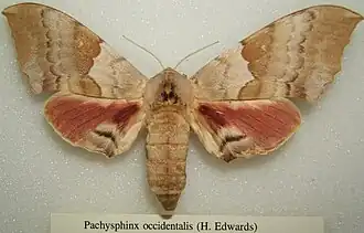 Pachysphinx occidentalis