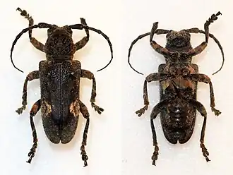 Neopachystola mamillata