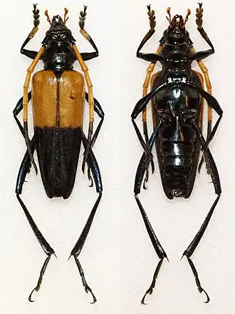 Pachyteria javana