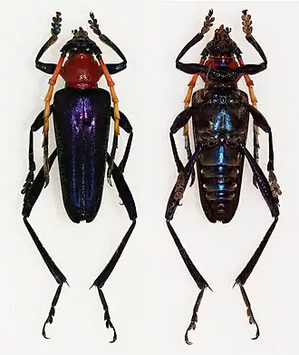 Pachyteria kurosawai