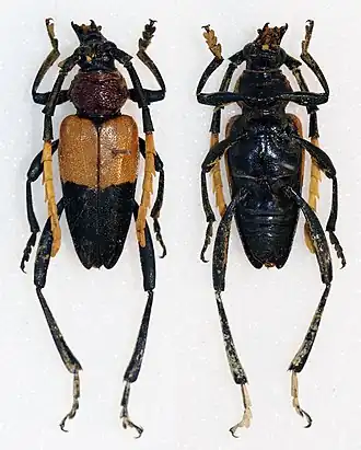 Pachyteria lambii