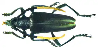 Pachyteria melancholica