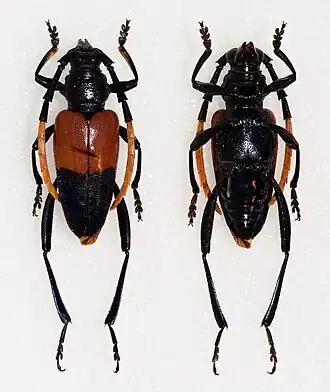 Pachyteria sumatrana