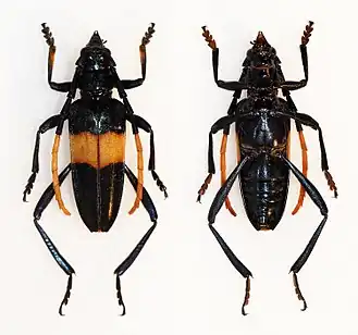 Pachyteria sumbaensis