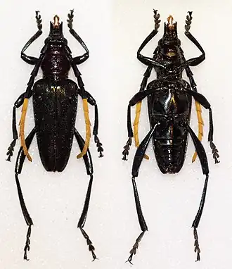 Pachyteria virescens