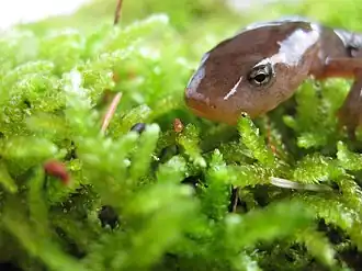 Pachytriton granulosus