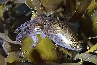 Sepioloidea pacifica