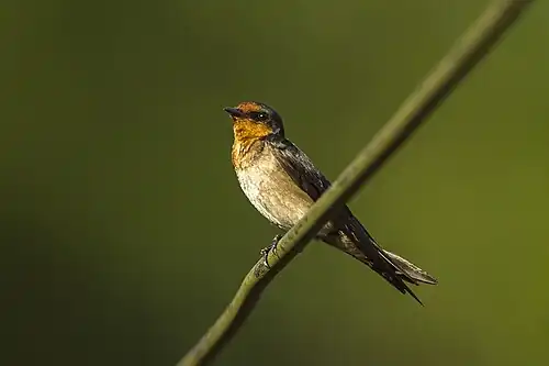 Zuidzeezwaluw (Hirundo tahitica)