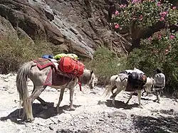 kleurrijke pakzadels