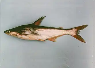 Pangasius conchophilus