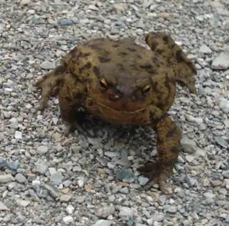 Gewone pad (Bufo bufo)