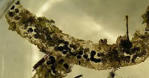 Eisnoer van Bufo bufo (circa 1&nbsp;cm dik)