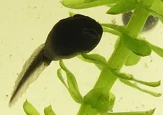 Paddenlarve van Bufo bufo (2 weken na uitkomen, circa 1,5&nbsp;cm lang)