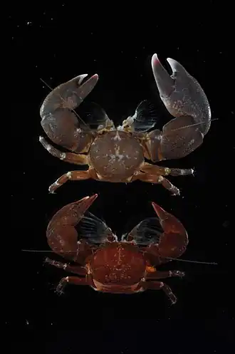 Pachycheles sculptus