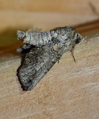 Paectes abrostoloides