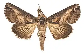 Paectes burserae