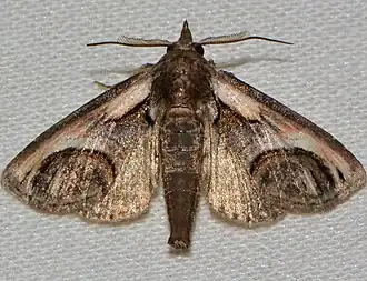 Paectes oculatrix