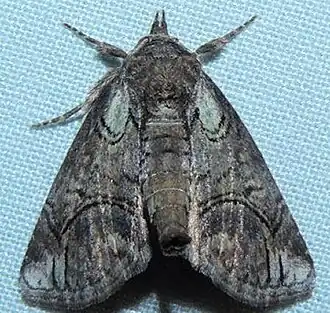 Paectes pygmaea