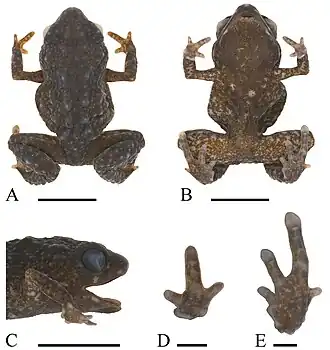 Paedophryne verrucosa