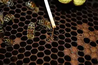 Amerikaans vuilbroed is te herkennen aan de slijmerige celinhoud