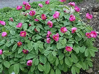 Paeonia mascula