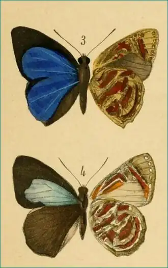 Hypochrysops scintillans