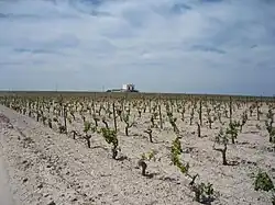 Hete wijngaard. In het Spaanse Andalusië liggen de wijngaarden in de snikhete zon. De rijke kalkbodem droogt hierdoor vaak uit en barst dan open. Dit is de streek van de wereldberoemde sherry Jerez de la Frontera.