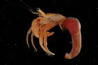 Paguristes inconstans