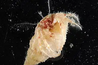 Paguristes oxyophthalmus