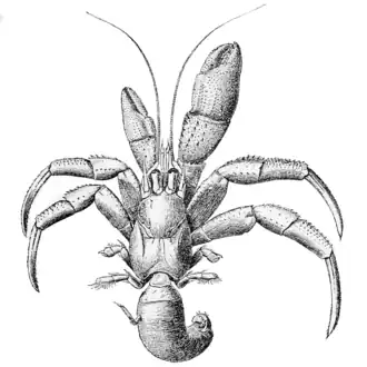 Pagurus acadianus