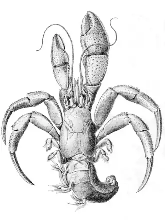 Pagurus aleuticus