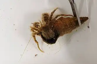 Pagurus brevidactylus