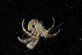 Pagurus maclaughlinae