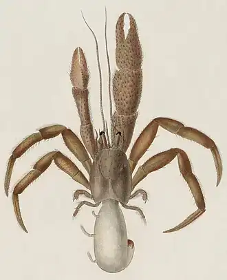Pagurus pubescens