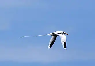 Witstaartkeerkringvogel