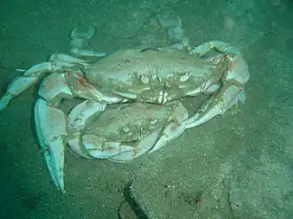 Ovalipes trimaculatus