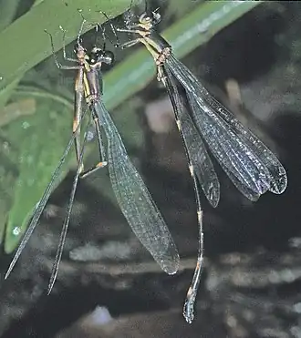 Palaemnema chiriquita