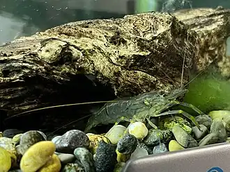 Palaemon ogasawaraensis