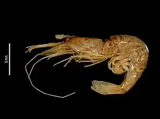 Palaemon pandaliformis