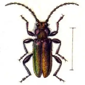 Callidium coriaceum