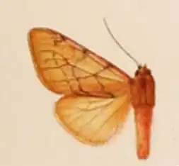 Palaeomolis purpurascens